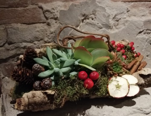 COMPOSIZIONE SUGHERO